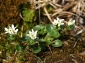 Rezervatia naturala Stancariile Salhoi Zambroslavele - borsa