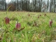 Rezervatia naturala Cuptor - Bradisoru de Jos - oravita